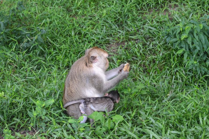 High angle view of monkey sitting on field