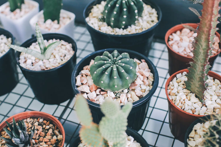 High angle view of succulent plants for sale in store