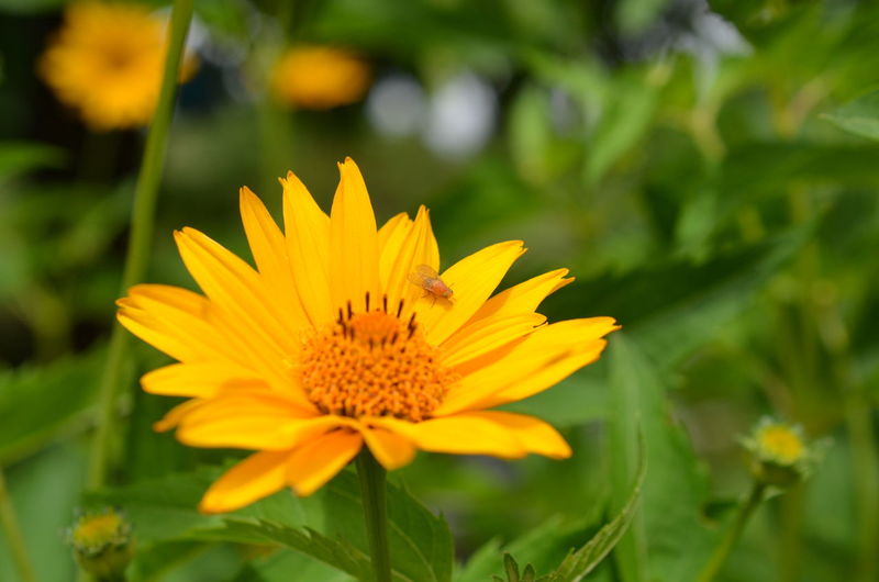 Close-up of yellow flower