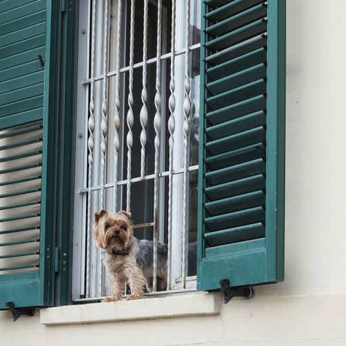View of dog looking through window