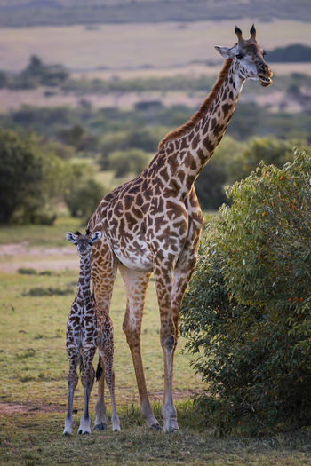Giraffe family standing on field