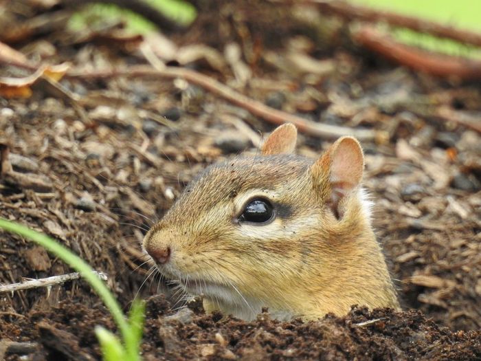 Close-up of chipmunk in burrow