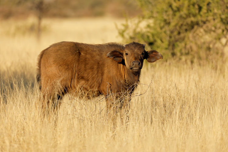 A young african buffalo calf - syncerus caffer , mokala national park, south africa