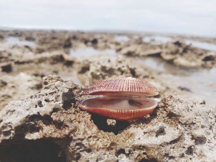 Close-up of shell on beach