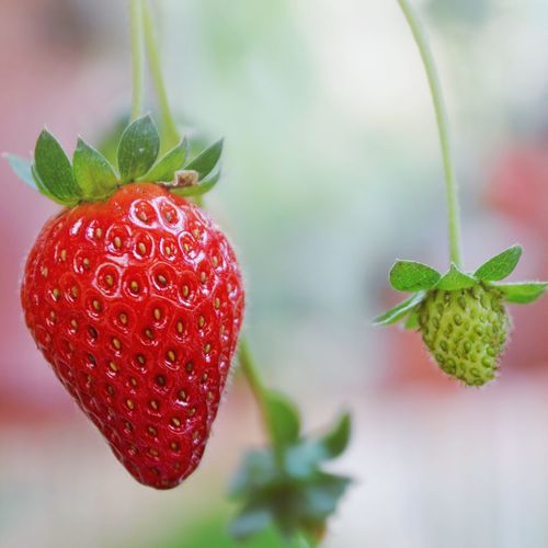 Close-up of red strawberry growing outdoors