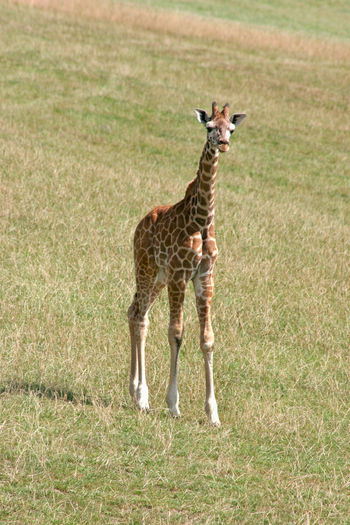 A baby giraffe standing on the grass