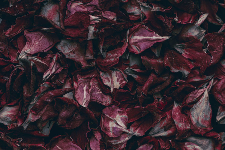 Romantic background, petals pattern, rose pink petals top view . close up , toned