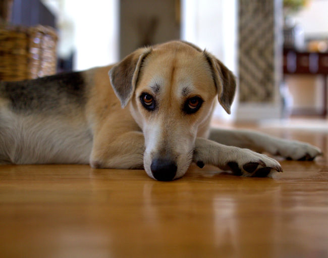 Portrait of dog relaxing on floor