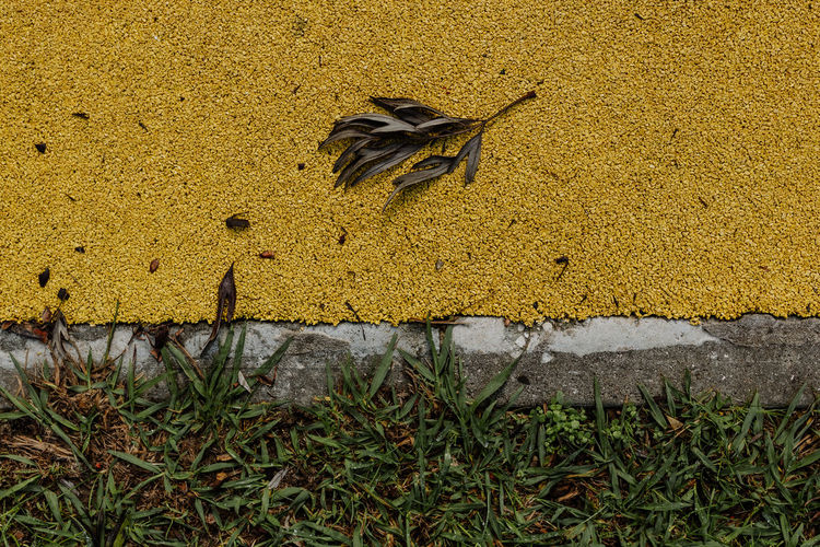 High angle view of plant on field