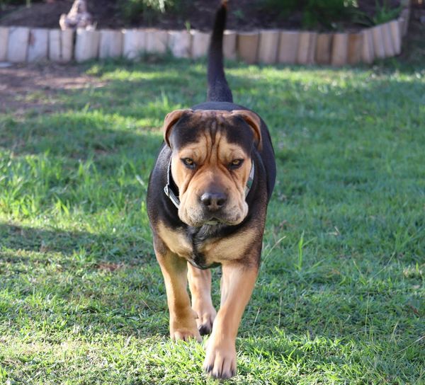 Portrait of dog on field
