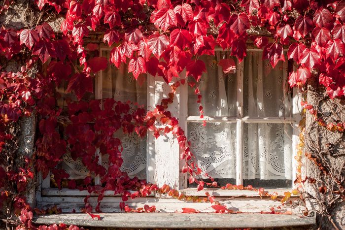 Red ivy covering window of house