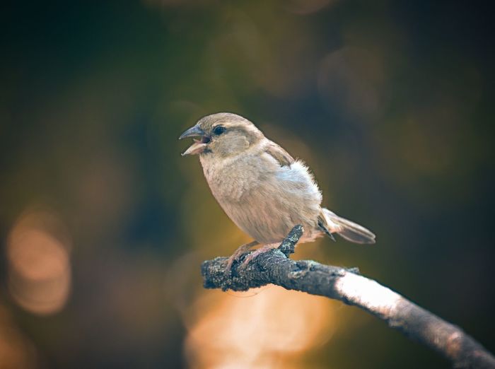 Close-up of bird perching on branch