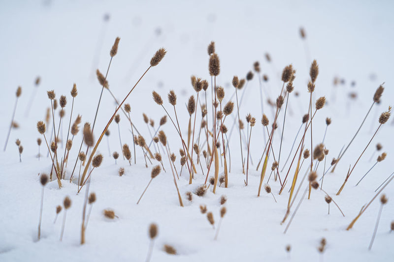 Plants in a snowy field
