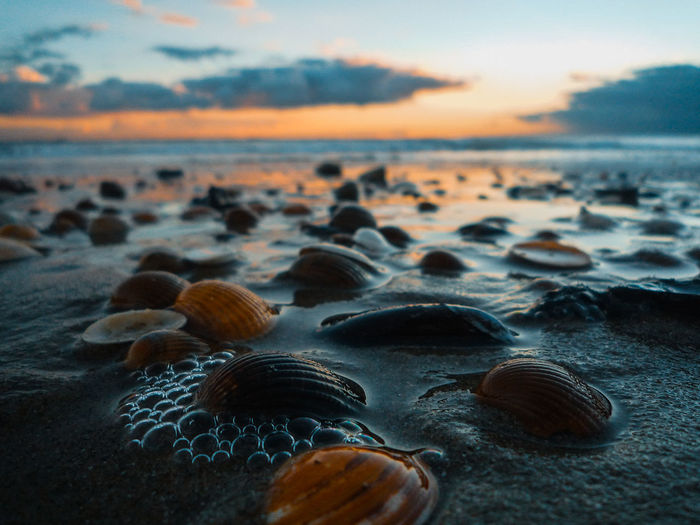 Close-up of seashells at beach against sky during sunset