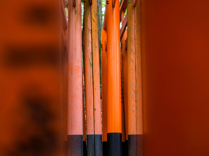 Orange woods at shrine