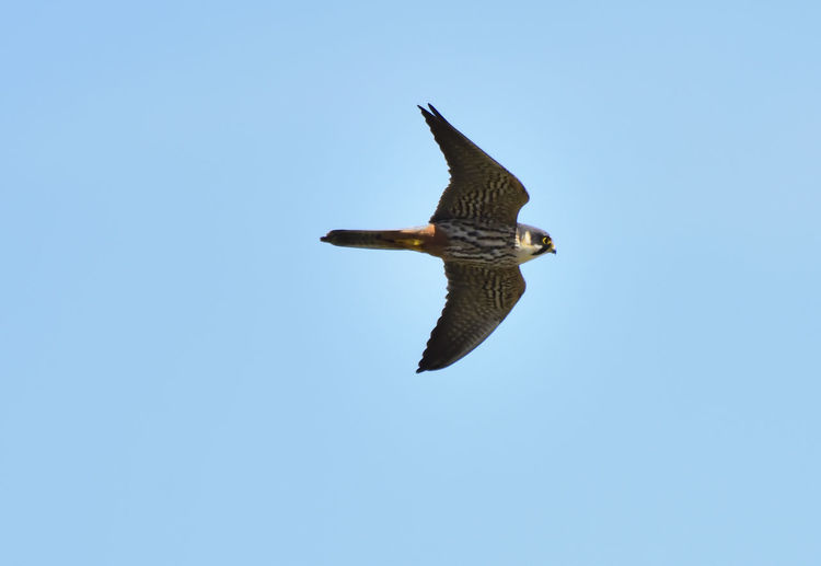 Low angle view of eagle flying against clear blue sky