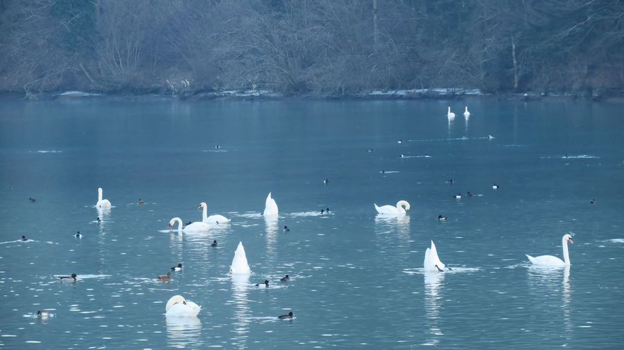Birds swimming in lake during winter