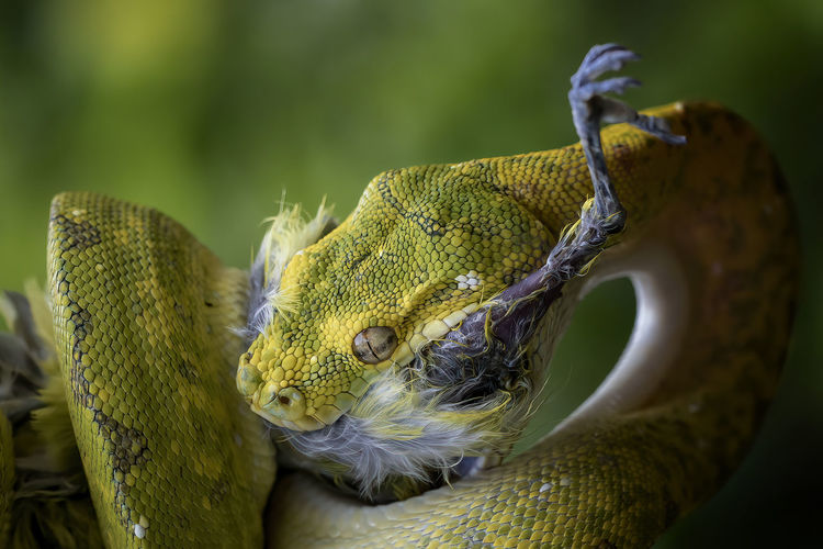 Close-up of snake hunting bird