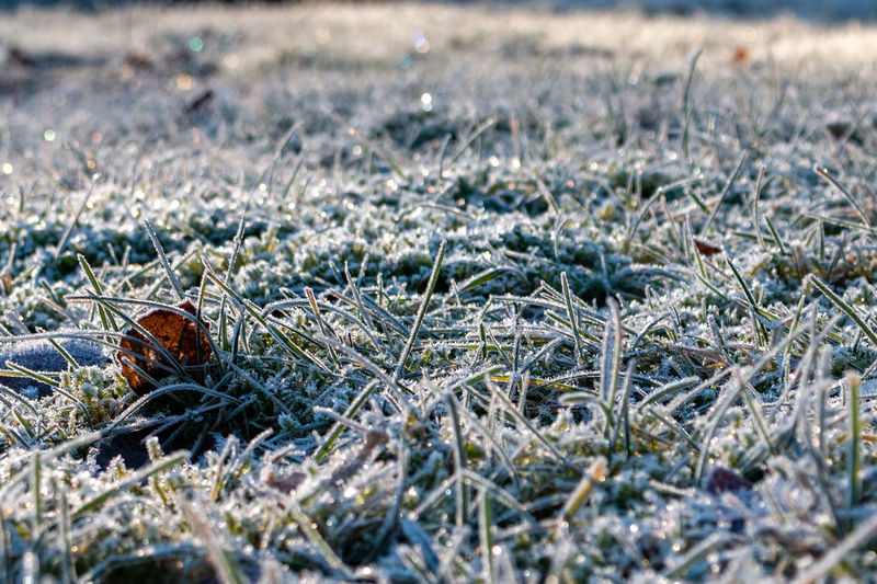 Frosty blurry background / texture on an icy meadow