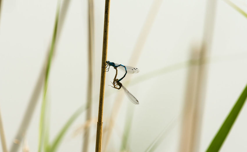 Close-up of insect on plant
