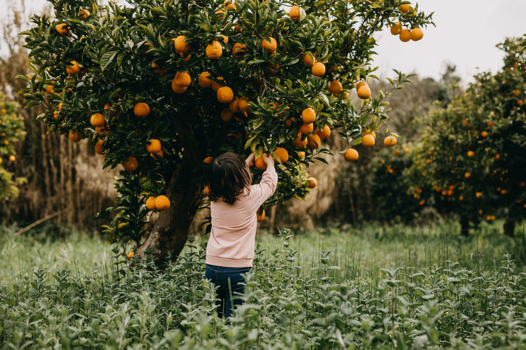 Rearview girl picking oranges