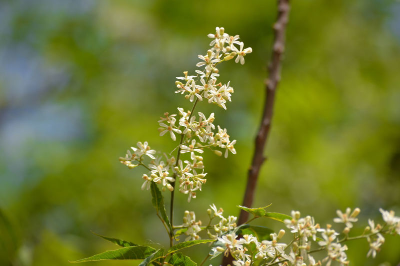 Medicinal ayurvedic azadirachta indica or neem leaves and flowers