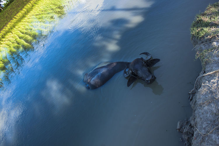 Buffaloes having bath in the canal. khulnai, bangladesh.