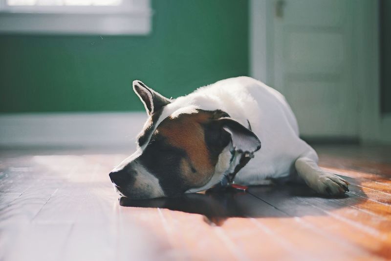Close-up of dog resting on floor at home