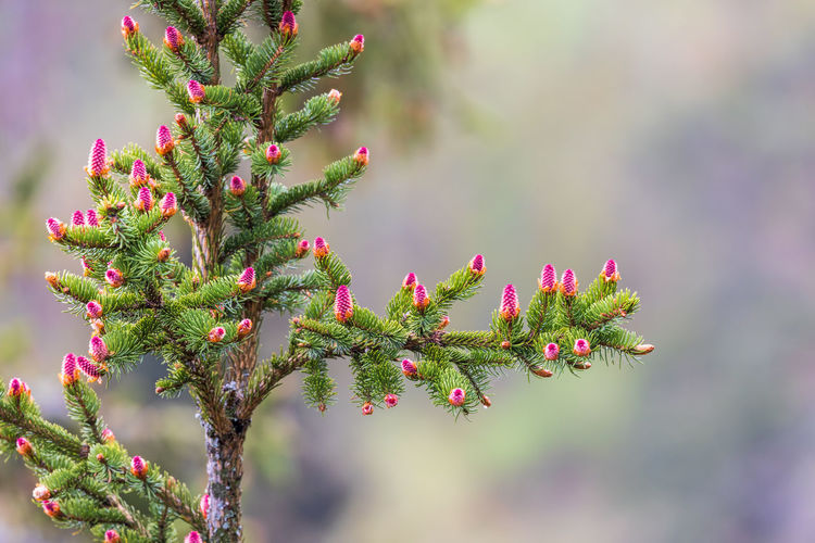 Red spruce cones on a branch in spring