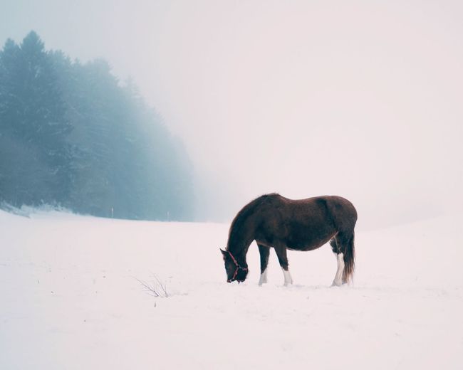 Horse on snow field against sky