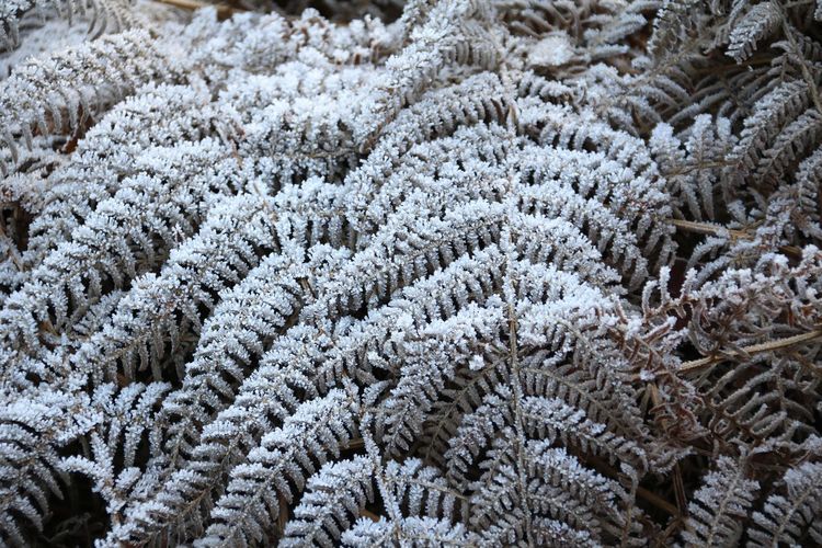 Full frame shot of frost covered fern