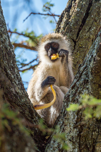 Vervet monkey eats banana sitting in tree
