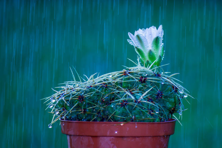 Close-up of potted plant during rainy season