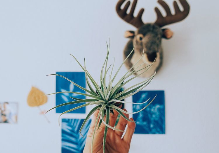 Cropped image of hand holding air plant against paintings and hunting trophy
