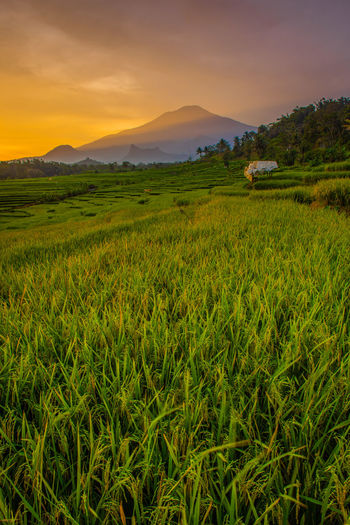 Scenic view of field against sky during sunset