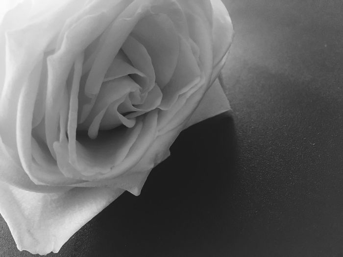 Close-up of rose