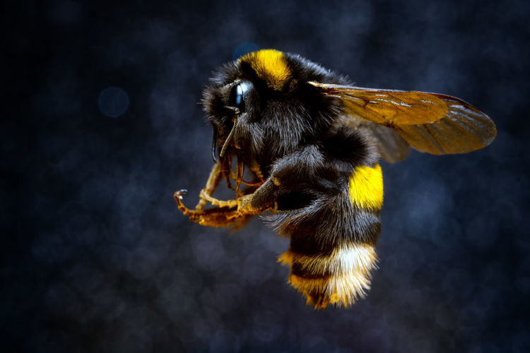 Close-up of bee pollinating flower
