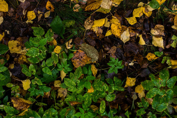 Full frame shot of autumn leaves