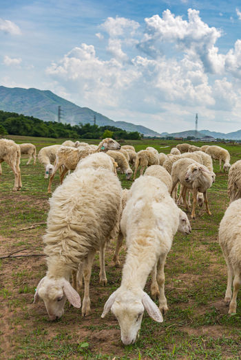 Vertical photo of sheep herd eating grass in the cloudy day
