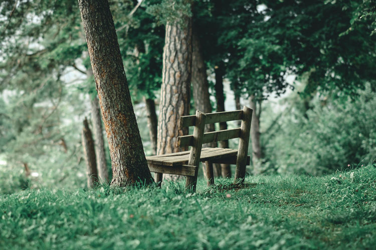 Empty chairs by trees in forest