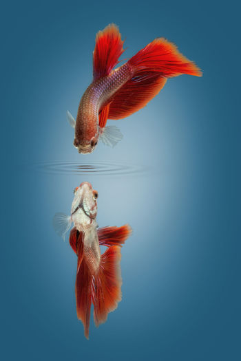Close-up of fish swimming against blue background