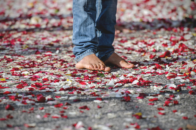 Low section of person standing on flower petals