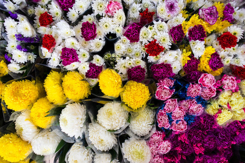 Full frame shot of multi colored flowering plants