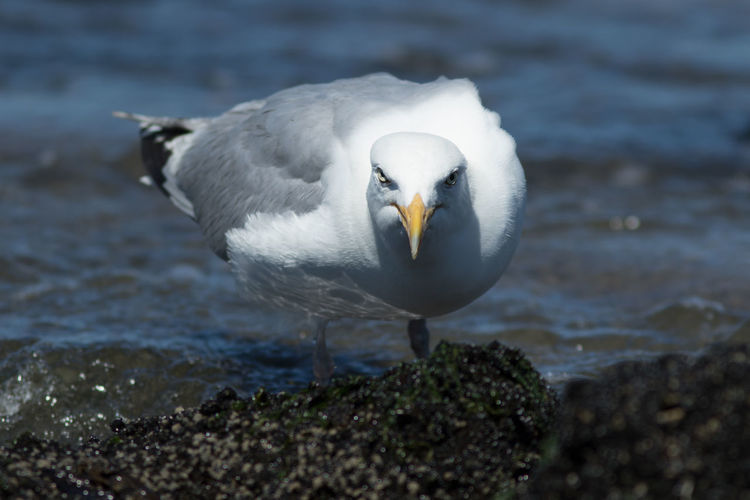 Close-up of seagull on beach