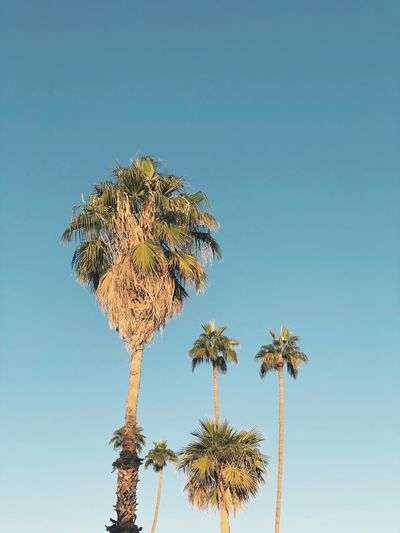 A series of palm trees at different sizes and distances