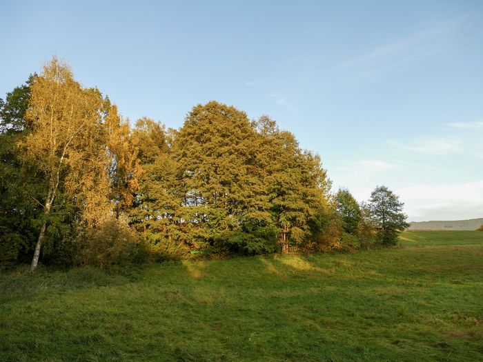 Trees on field against sky during autumn