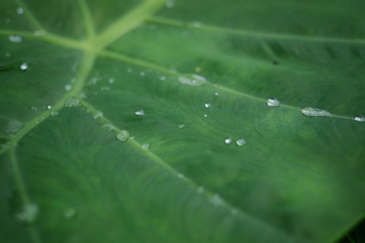 Close-up of raindrops on green leaves