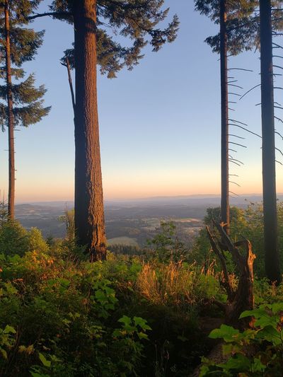 Scenic view of trees against sky during sunset