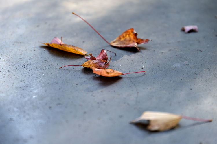 Close-up of dry maple leaves fallen on leaf