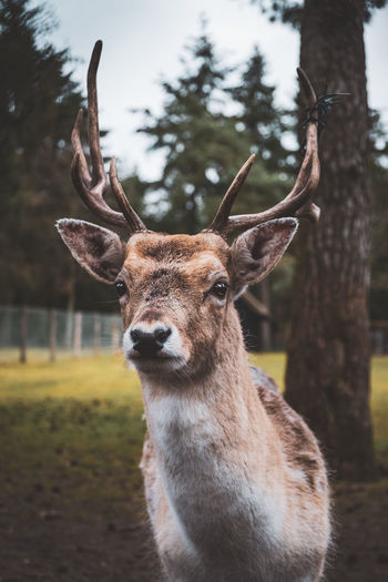 Deer portait